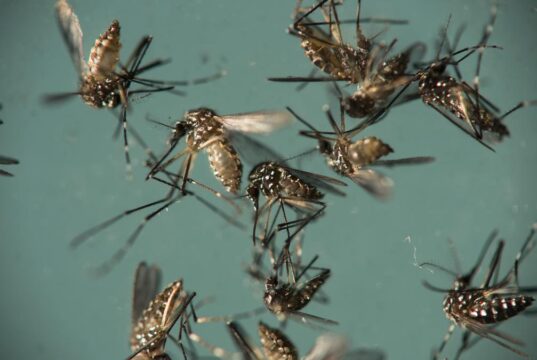 “पुण्यात डॉक्टर आणि त्यांची किशोरवयीन मुलगी झिका विषाणूची बाधा झाल्याचे आढळले”