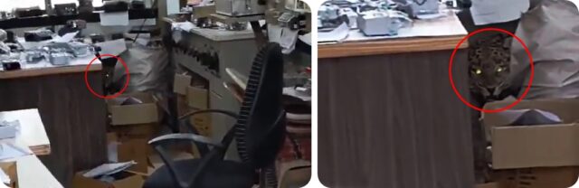 राजगुरुनगर एमएसईडीसीएल कार्यालयात बिबट्याचे दर्शन, गोंधळ उडाला