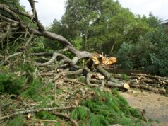 पंतप्रधान नरेंद्र मोदींनी ‘आईच्या नावाने एक झाड लावा’ उपक्रमाची घोषणा केली; राज्य कॅबिनेटने अवैध वृक्षतोडीसाठी दंड ५०,००० रुपयांपर्यंत वाढवला.