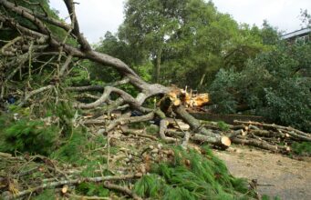 पंतप्रधान नरेंद्र मोदींनी ‘आईच्या नावाने एक झाड लावा’ उपक्रमाची घोषणा केली; राज्य कॅबिनेटने अवैध वृक्षतोडीसाठी दंड ५०,००० रुपयांपर्यंत वाढवला.