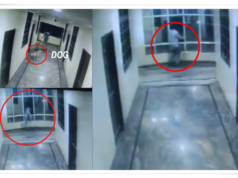 हैदराबाद: कुत्र्याने पाठलाग करताच तरुणाने तिसऱ्या मजल्यावरून उडी मारल्याने मृत्यू; मित्रांचा वाढदिवस दुःखद घटनेत बदलला.