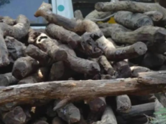 पुण्यात चंदन चोरीचे सत्र कायम: लष्करी अधिकाऱ्यांच्या बंगल्याजवळील तीन झाडे चोरीला; पोलिसांचा तपास सुरू