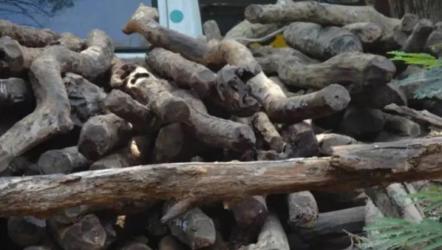 पुण्यात चंदन चोरीचे सत्र कायम: लष्करी अधिकाऱ्यांच्या बंगल्याजवळील तीन झाडे चोरीला; पोलिसांचा तपास सुरू