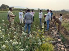 आळंदी म्हातोबाची येथे अफू लागवडीचा पर्दाफाश: लोणी काळभोर पोलिसांची मोठी कारवाई