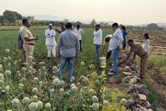 आळंदी म्हातोबाची येथे अफू लागवडीचा पर्दाफाश: लोणी काळभोर पोलिसांची मोठी कारवाई